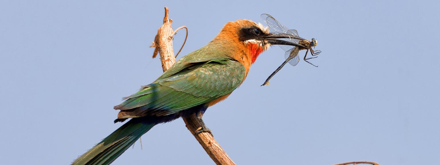 Kwando Linyanti birding SS