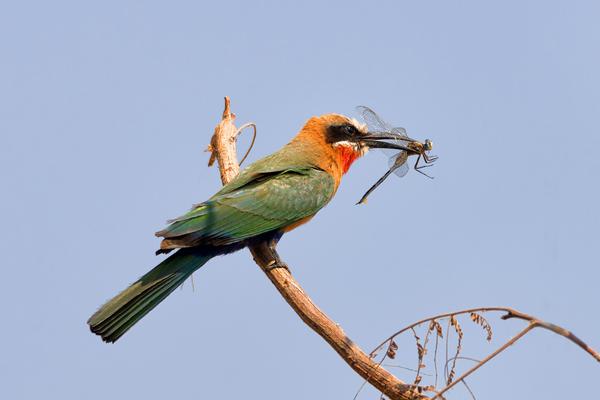 Kwando Linyanti birding SS