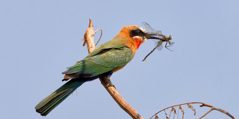 Kwando Linyanti birding SS