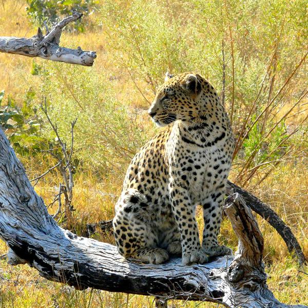 Leopard on branch Botswana SS SQUARE