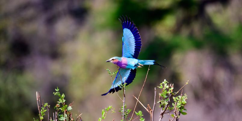 Lilac Breasted roller in flight Botswana SS