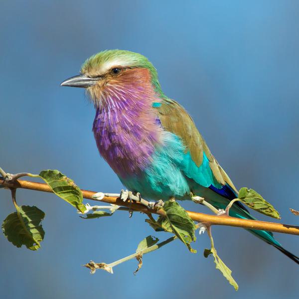 Lilac breasted roller on branch Botswana SQUARE