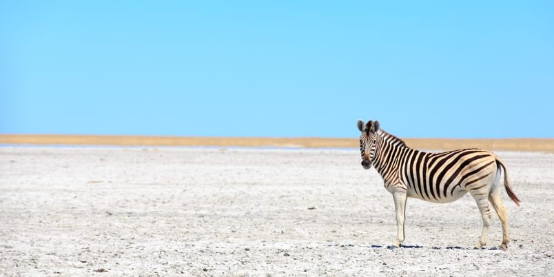 Makgadikgadi Salt Pans Zebra SS