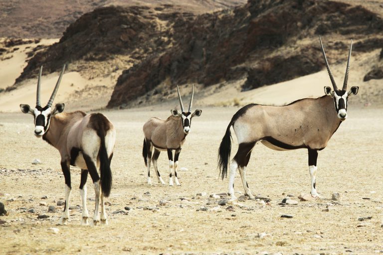 Oryx Central Kalahari SS