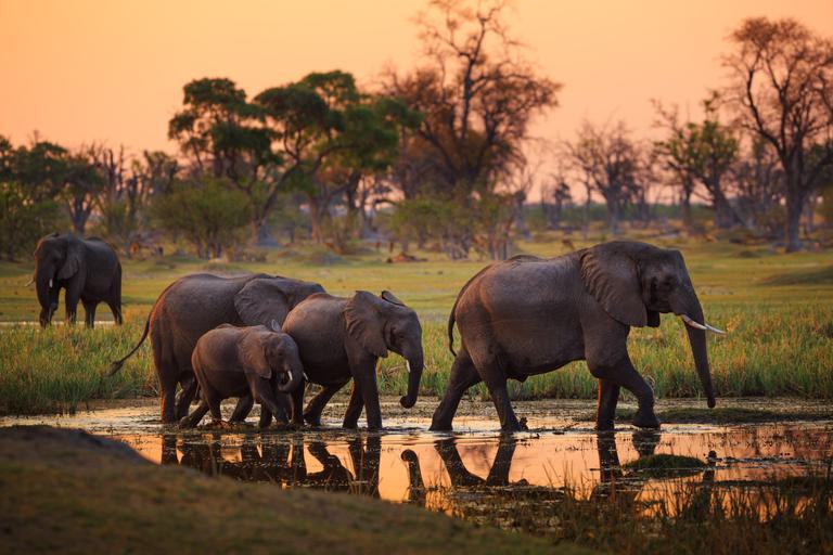 Moremi Elephants walking through water SS