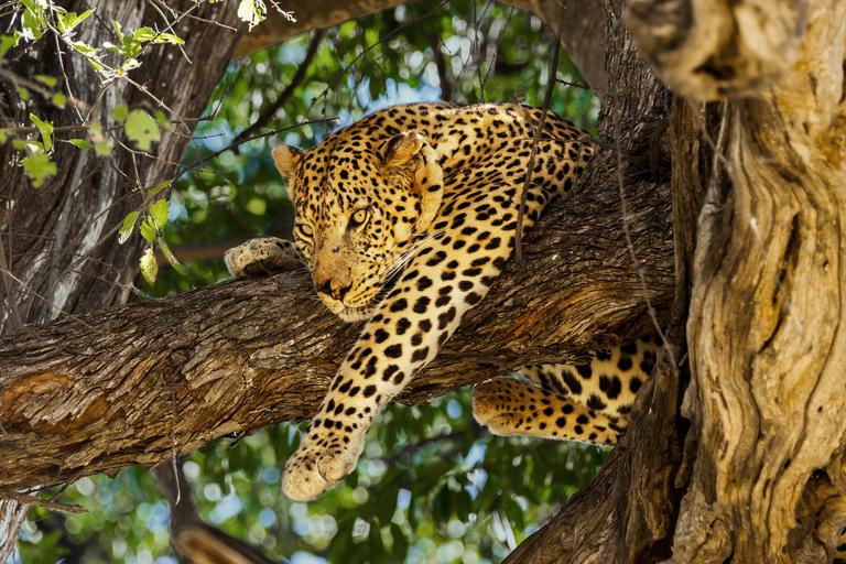 Moremi Leopard in tree SS