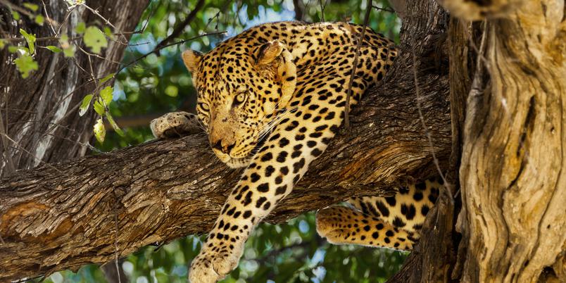 Moremi Leopard in tree SS