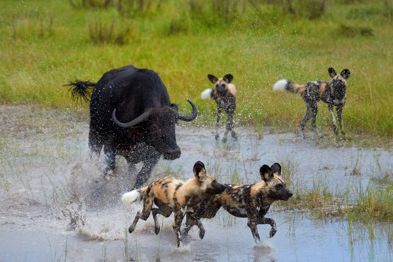 Moremi Wild dogs Buffalo hunt SS