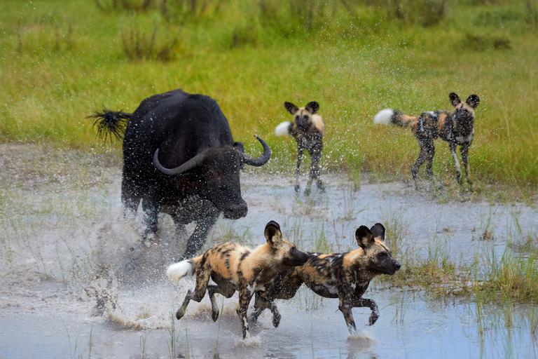 Moremi Wild dogs Buffalo hunt SS