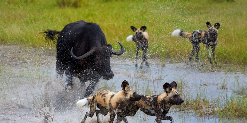 Moremi Wild dogs Buffalo hunt SS