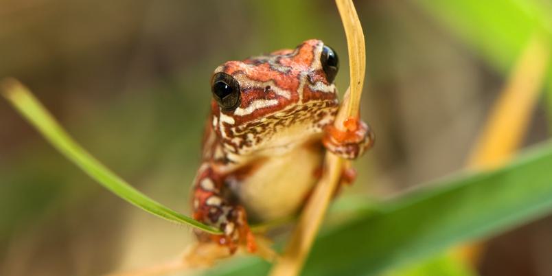 Reed Frog Okavango Delta SS