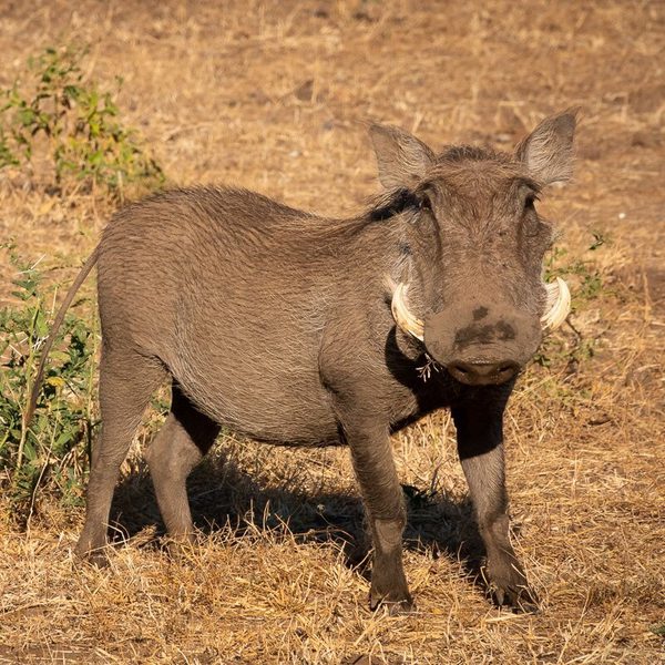 Mashatu Game Reserve warthog SQUARE