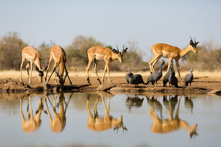 Mashatu waterhole Impala SS