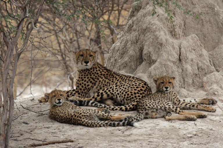 Cheetah family Okavango Delta SS