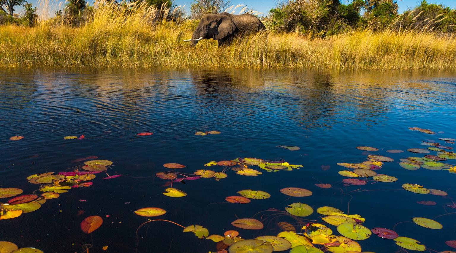 Okavango Delta Elephant at river Itinerary Hero SS