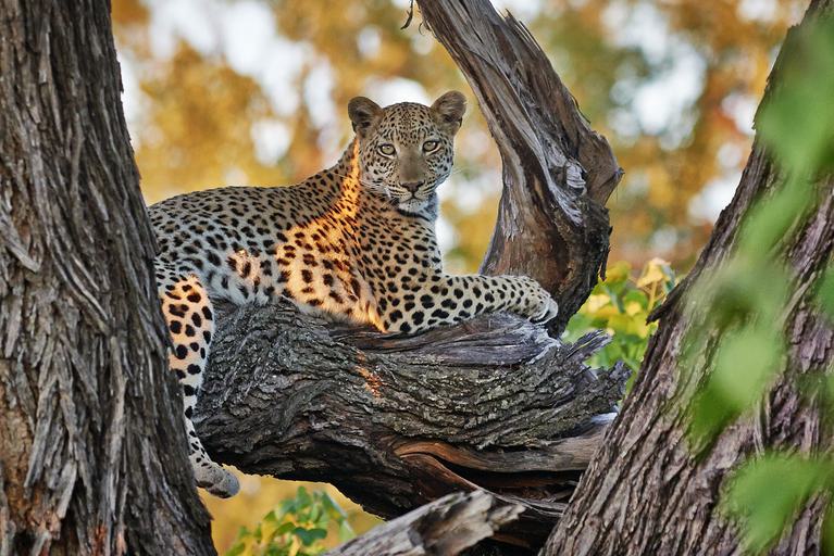 Okavango Delta Leopard in tree SS