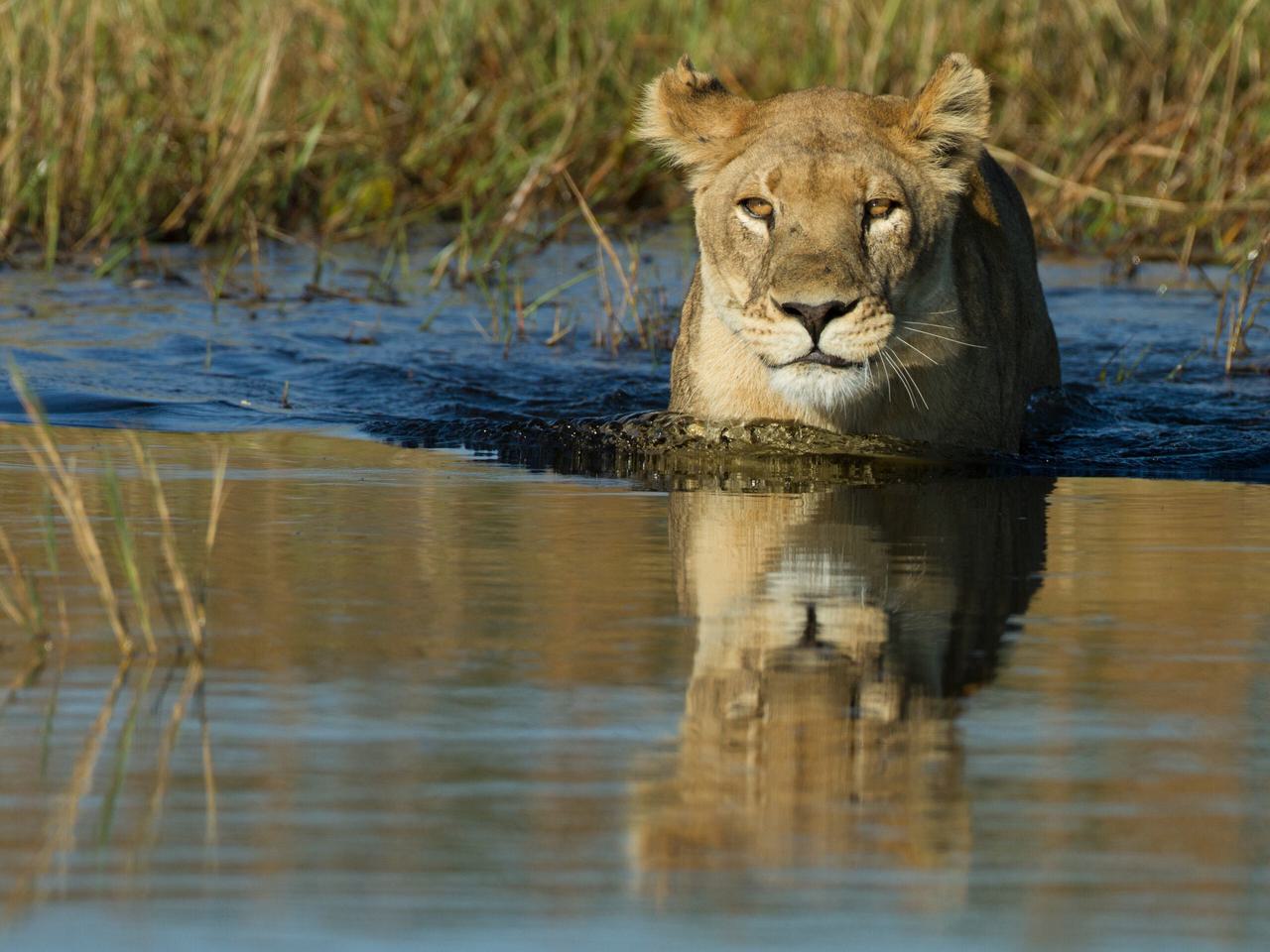 Okavango Delta Lion Itinerary Hero SS