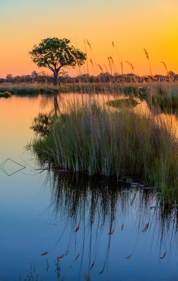 Okavango Delta Water SS PORTRAIT