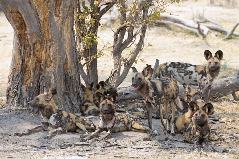Okavango Delta Wild dog pack SS