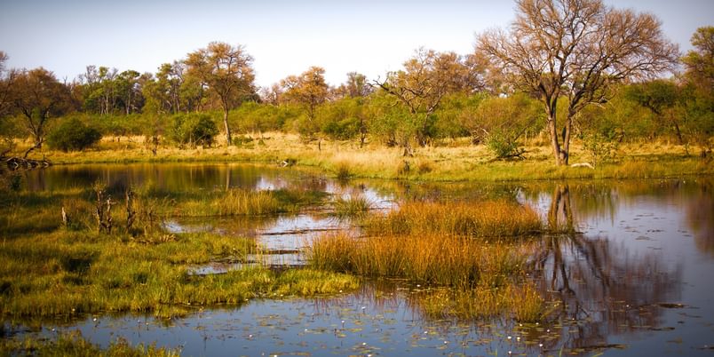 Okavango Delta landscape SS