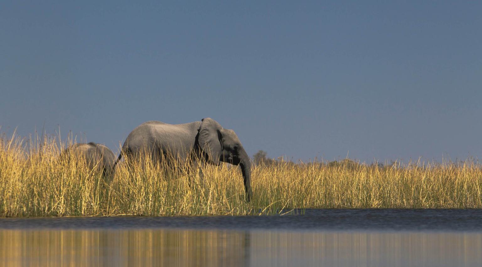 Selinda Adventure Trail Wildlife Botswana Copyright Beverly Joubert