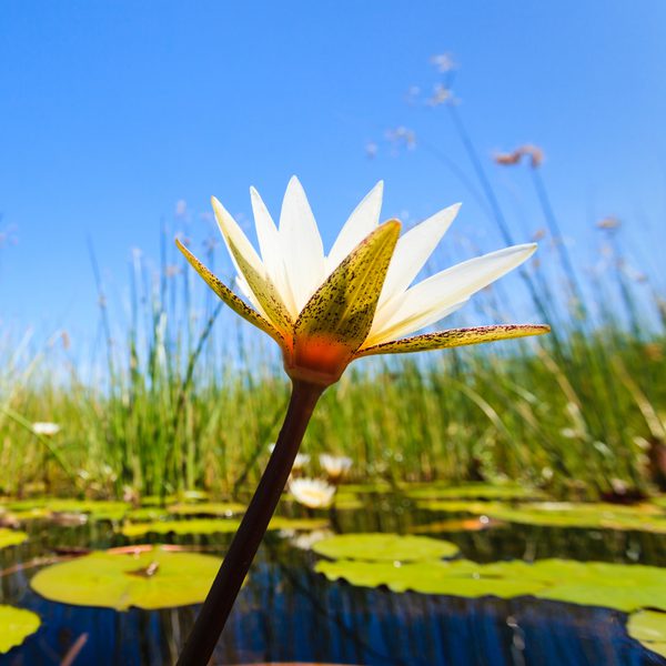 Water Lily Botswana SS SQUARE