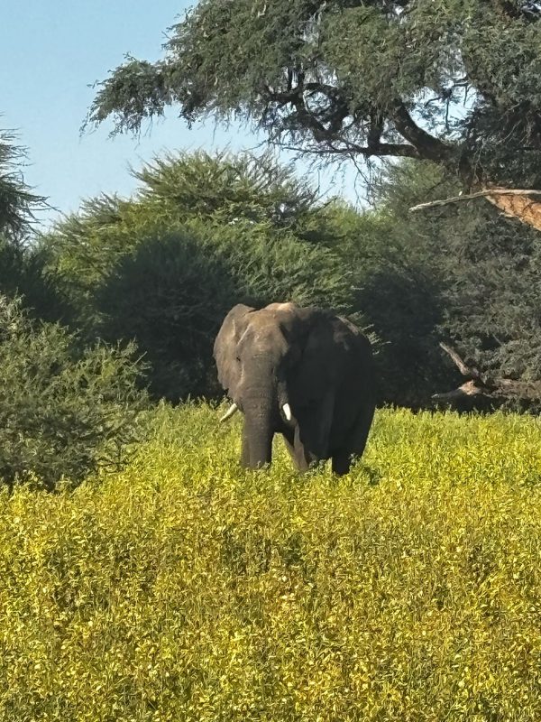 Elephant