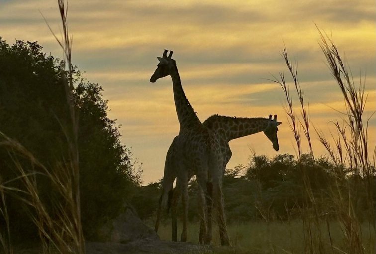 Giraffes at sunset landscape