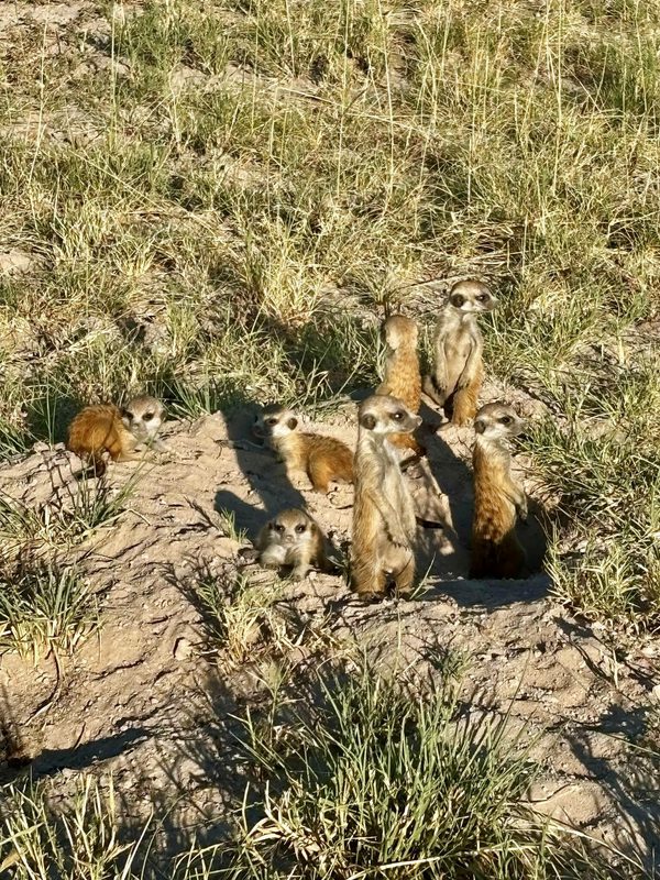 Meerkat experience