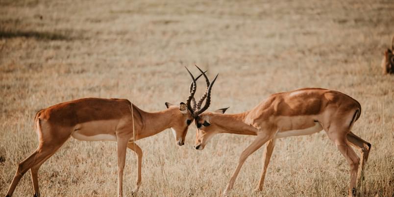 Rutting Impala Chobe Bakwena