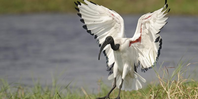 Tlouwana Camp birdlife