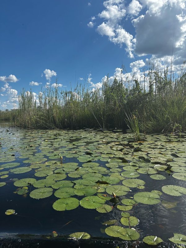 Waterlilies