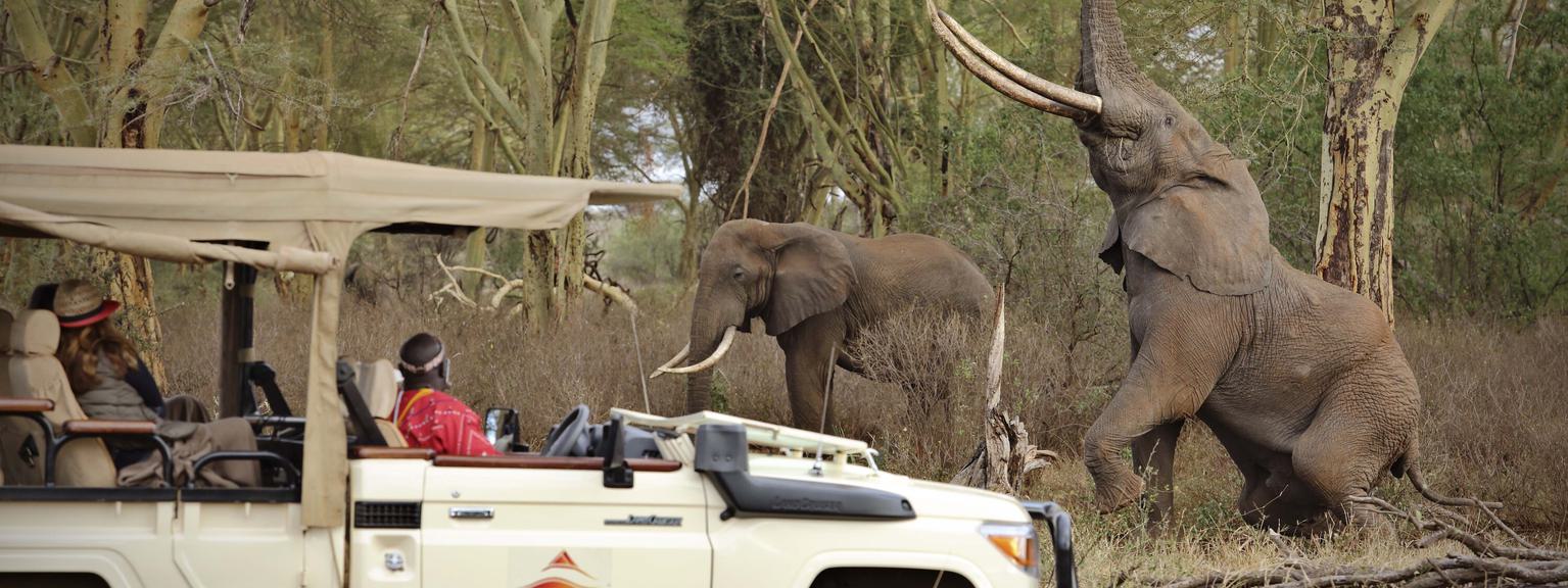 Finch Hattons Game Drive elephants