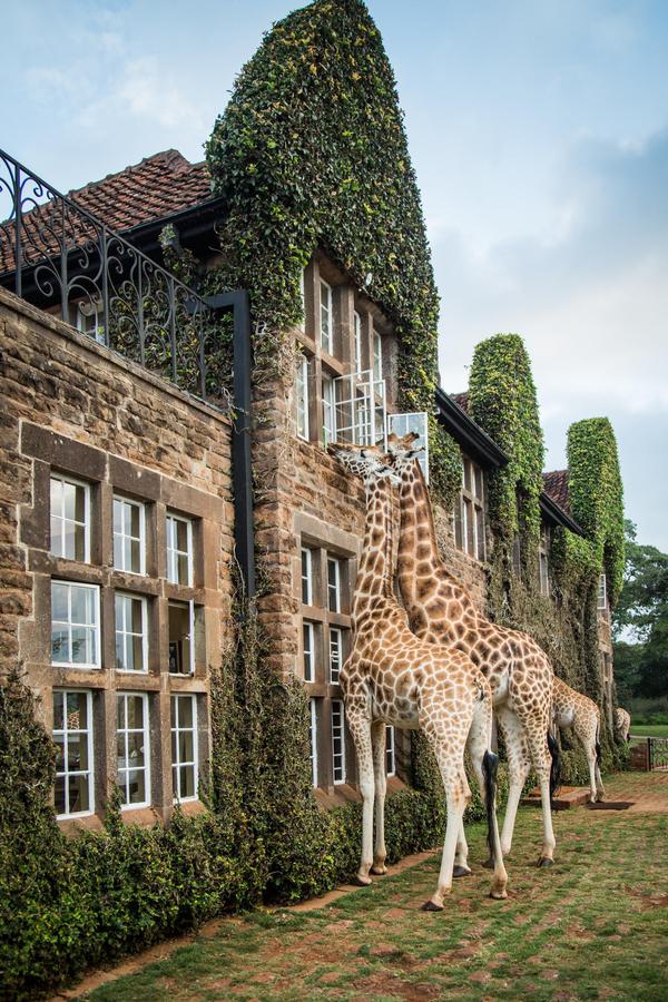 2 giraffes reaching windows Giraffe Manor portrait