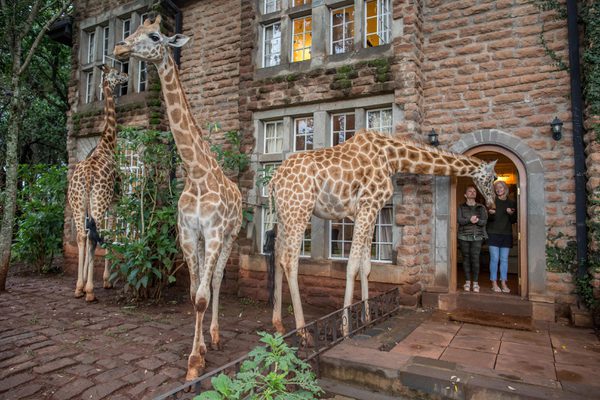 Giraffe Manor Three Visitors