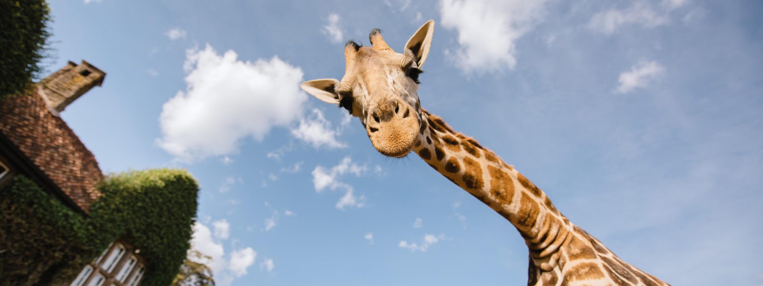 Giraffe looking down at camera Giraffe Manor L