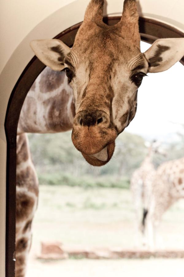 Giraffe sticking tongue out at door Giraffe Manor