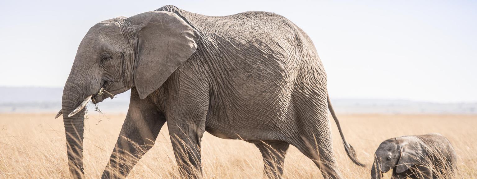 Elephant and one young Governors Masai Mara