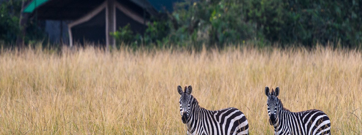 Governors Camp Exterior and Zebras