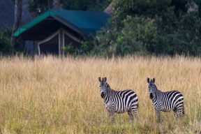 Governors Camp Exterior and Zebras