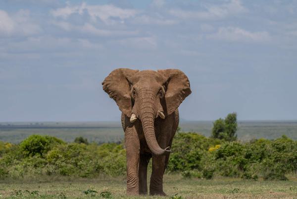 Elephant in landscape Governors Mugie