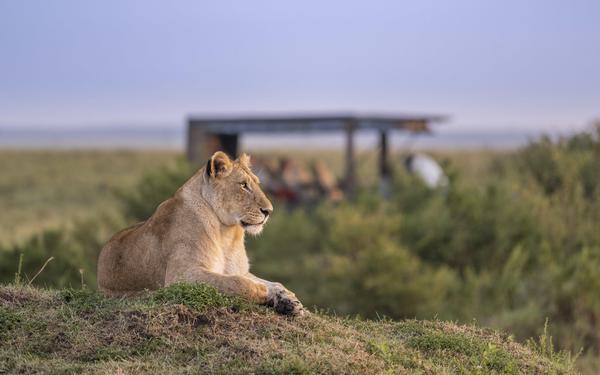 Lion and Jeep Governors Masai Mara