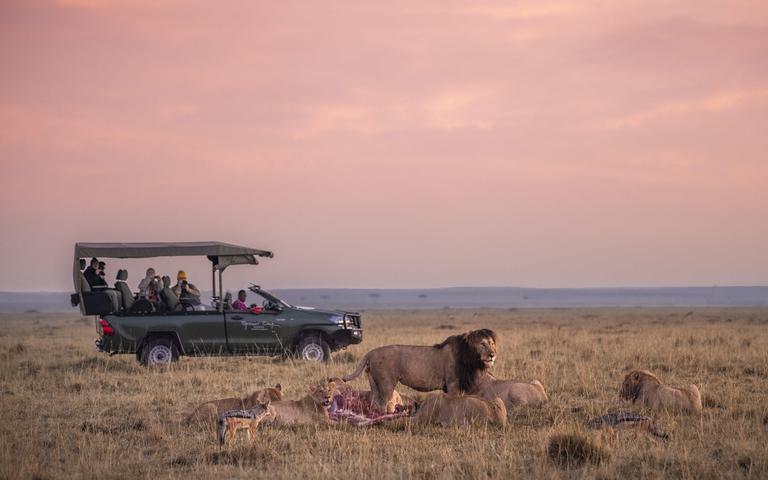 Lions and Jeep at Sunrise Governors Masai Mara
