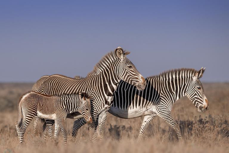 GOVENORS MUGIE grevy zebra and calf