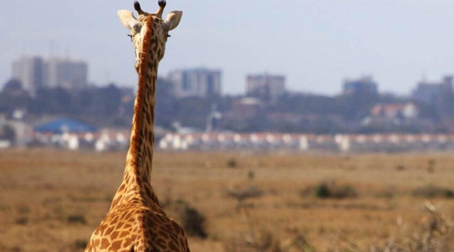 Giraffe looking over Nairobi Nairobi National Park Hemingways Nairobi