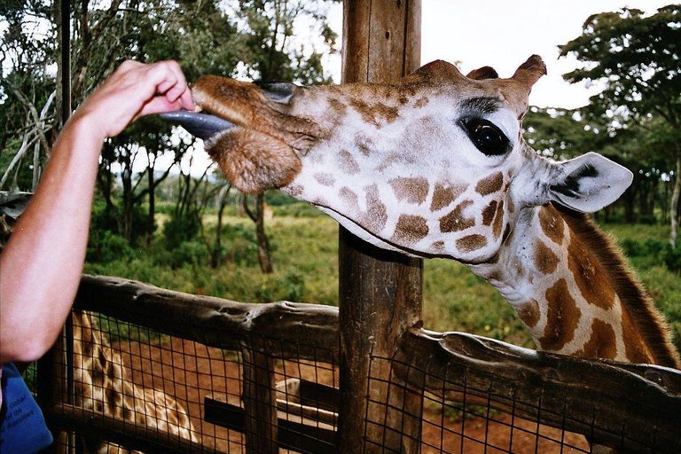 Hemingways Nairobi Giraffe Visit