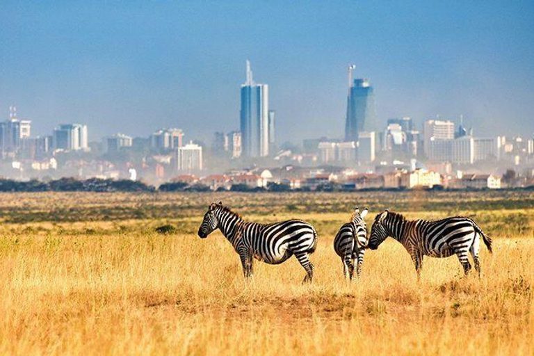 Zebras in Nairobi National Park Hemingways Nairobi