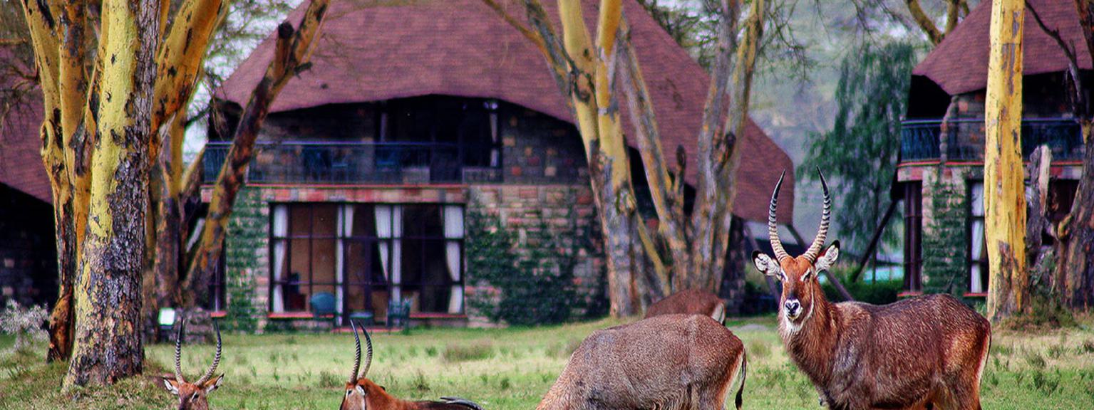 Lake Naivasha Sopa Lodge Waterbucks