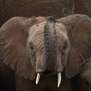Elephant calf trunk head shot landsape Loisaba Tented Camp
