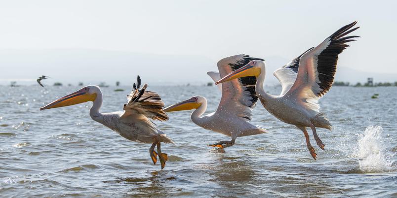 3 Pelicans Rift Valley lakes Governors Loldia House